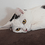 David_Quintin